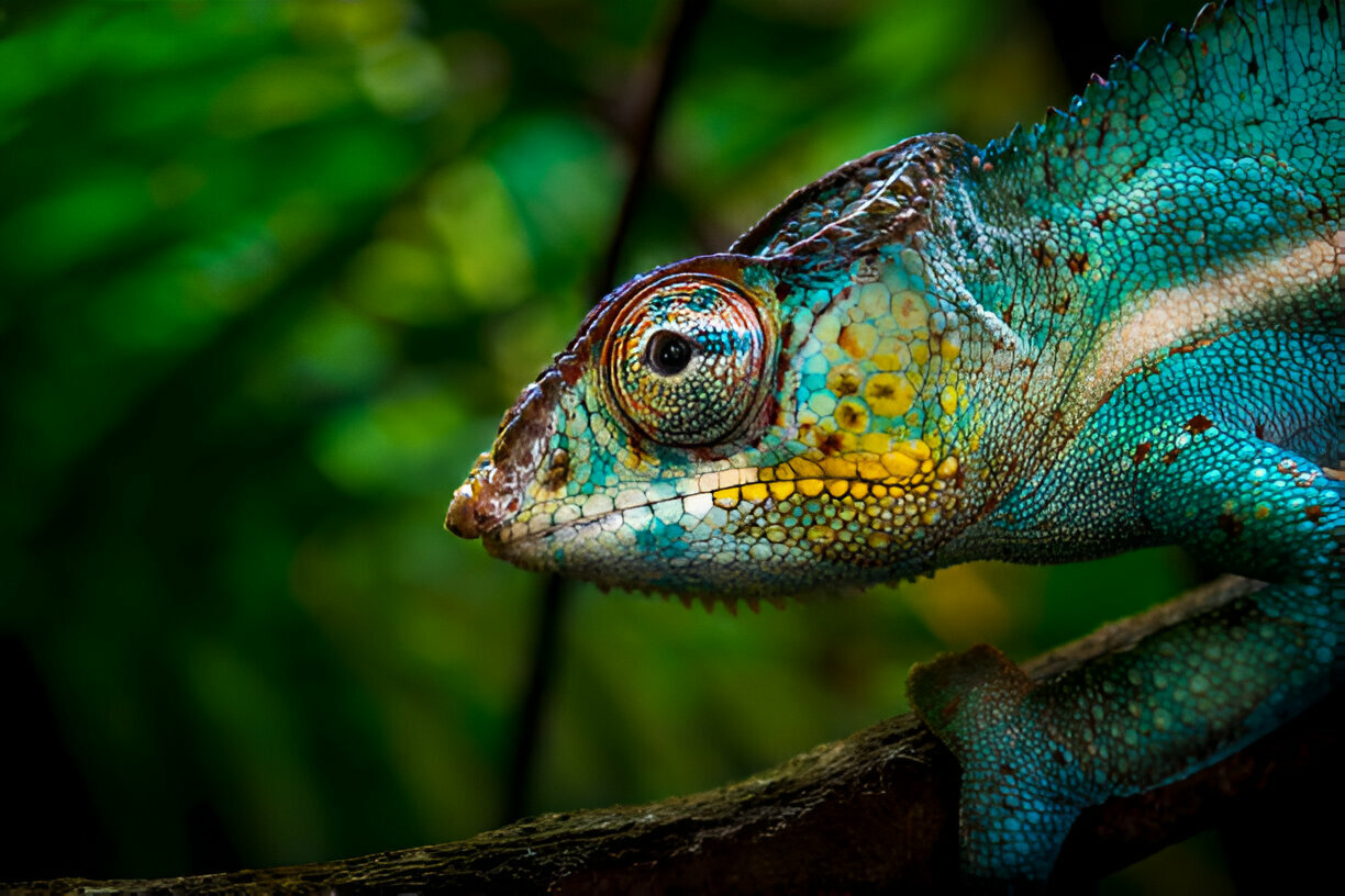 Chameleon