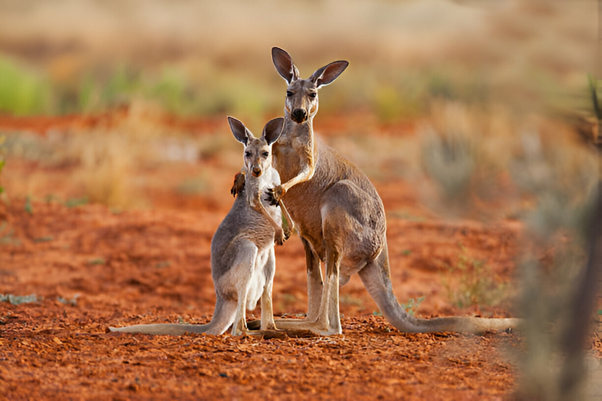 Kangaroo