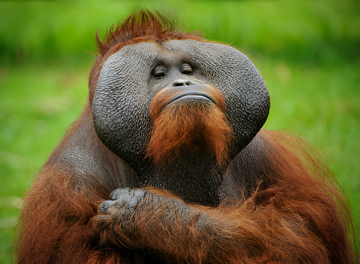 Orangutan