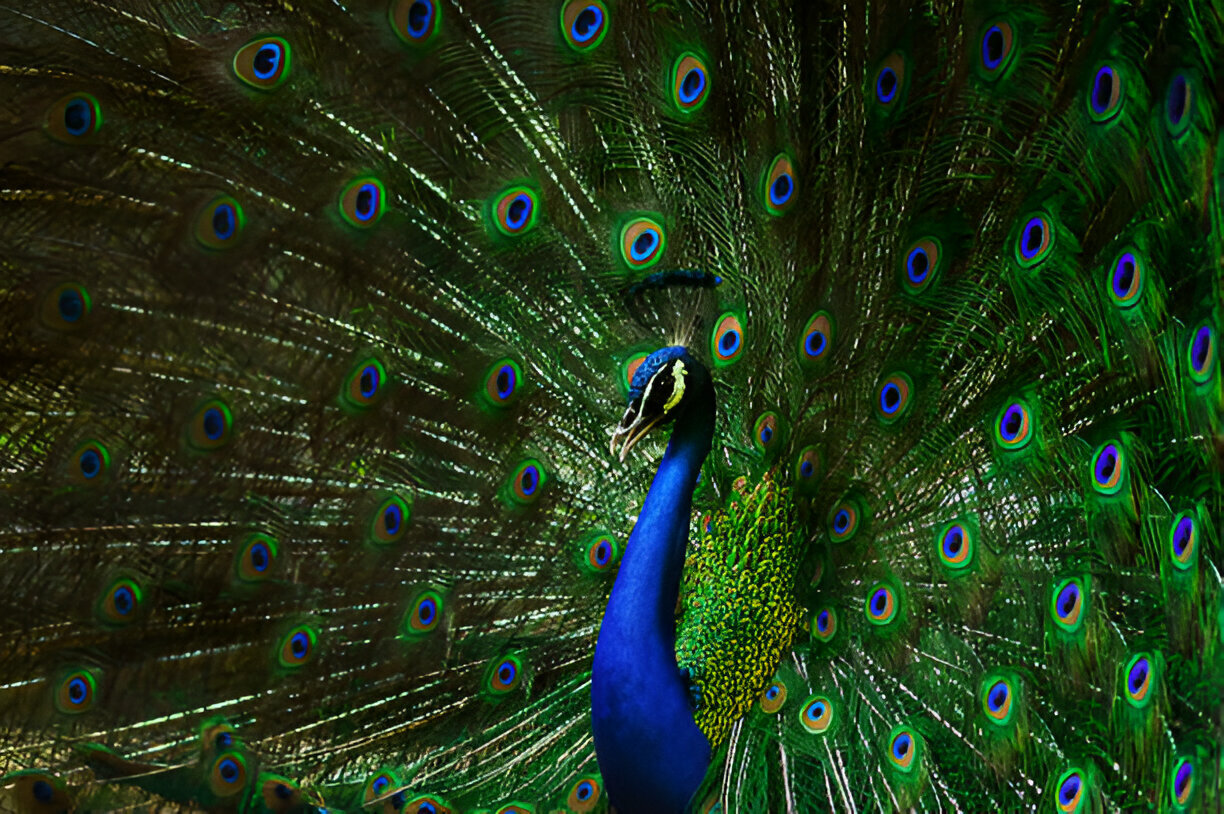 Peacock